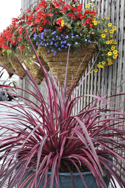 Cordyline Festival Raspberry