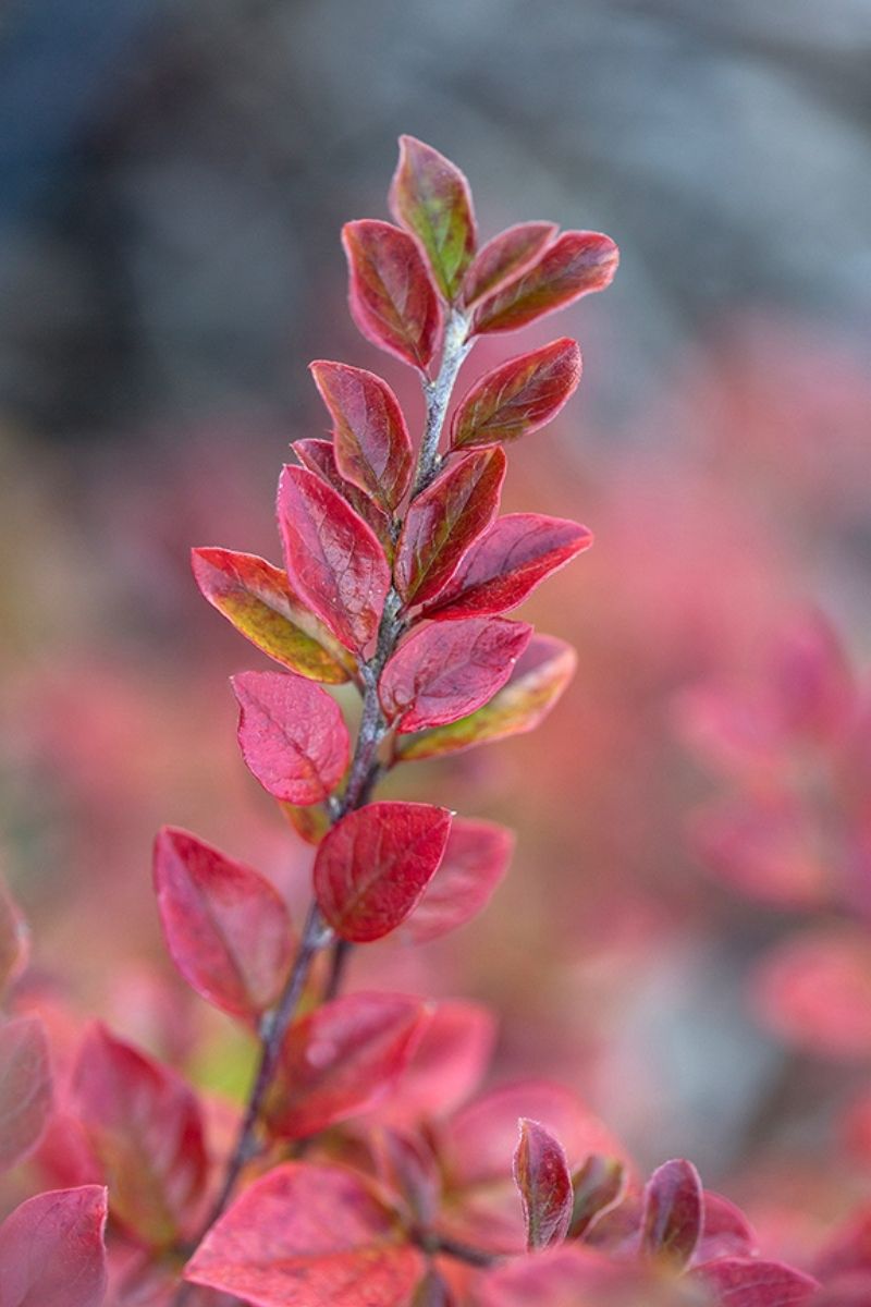 Cotoneaster Autumn Inferno