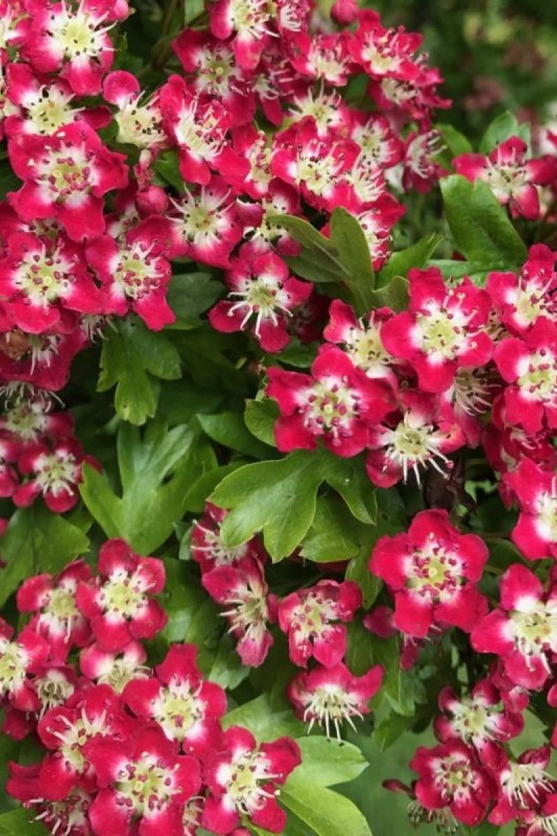 Hawthorn, Crimson Cloud