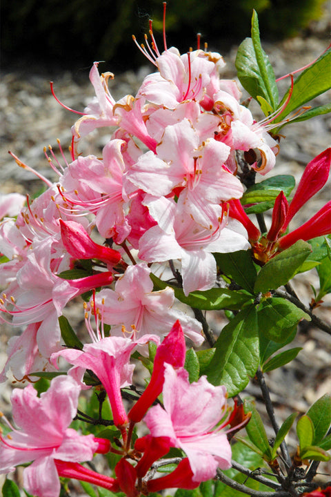 Azalea, Candy Lights