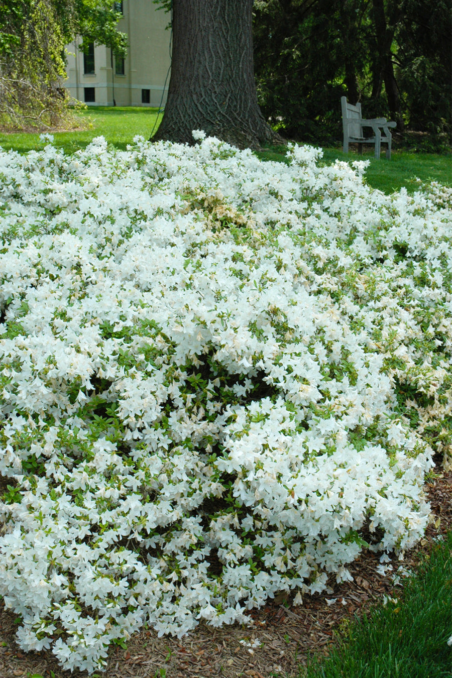 Azalea, Cascade