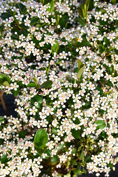 Chokeberry, Lowscape Snowfire