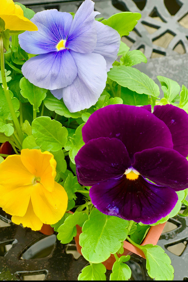 Pansy Tricolor Mix