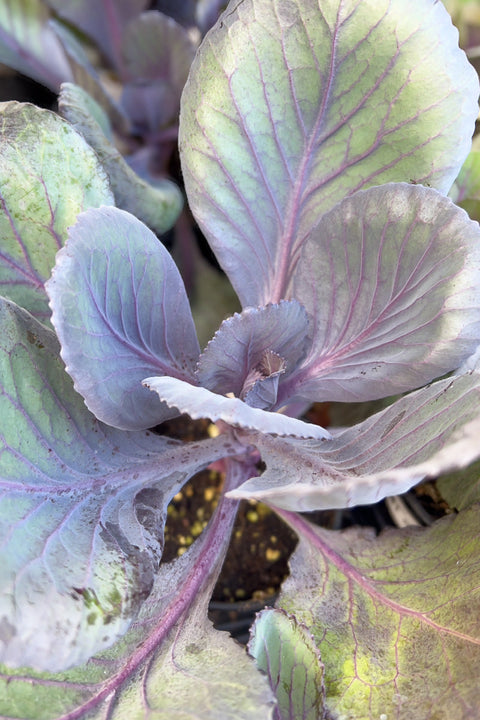 Ornamental Cabbage, Ruby Red Perfection 4"