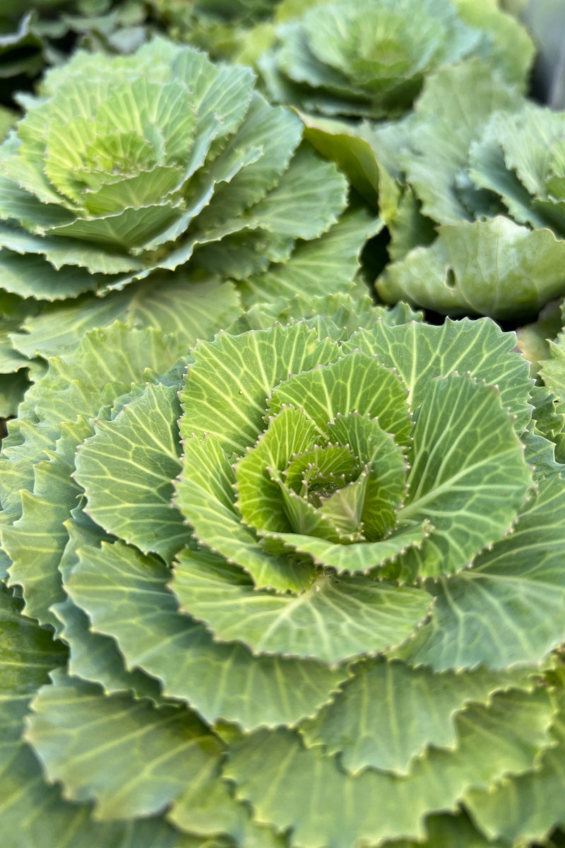 Ornamental Kale, Pigeon Victoria Pink