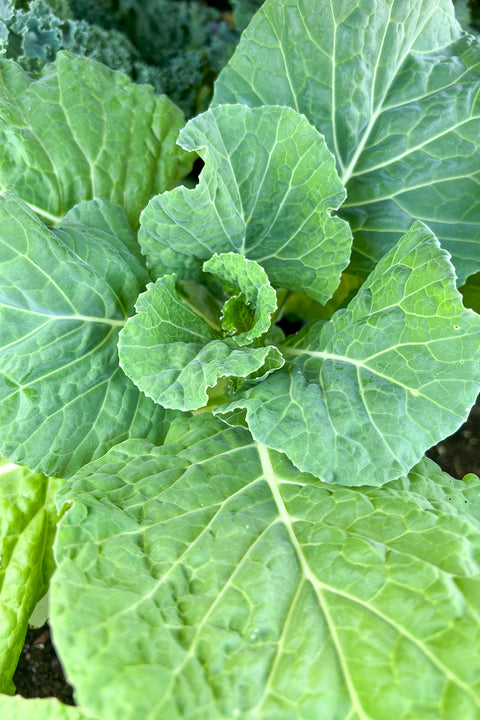 Ornamental Kale, Savoy