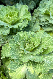 Ornamental Kale, Osaka Pink