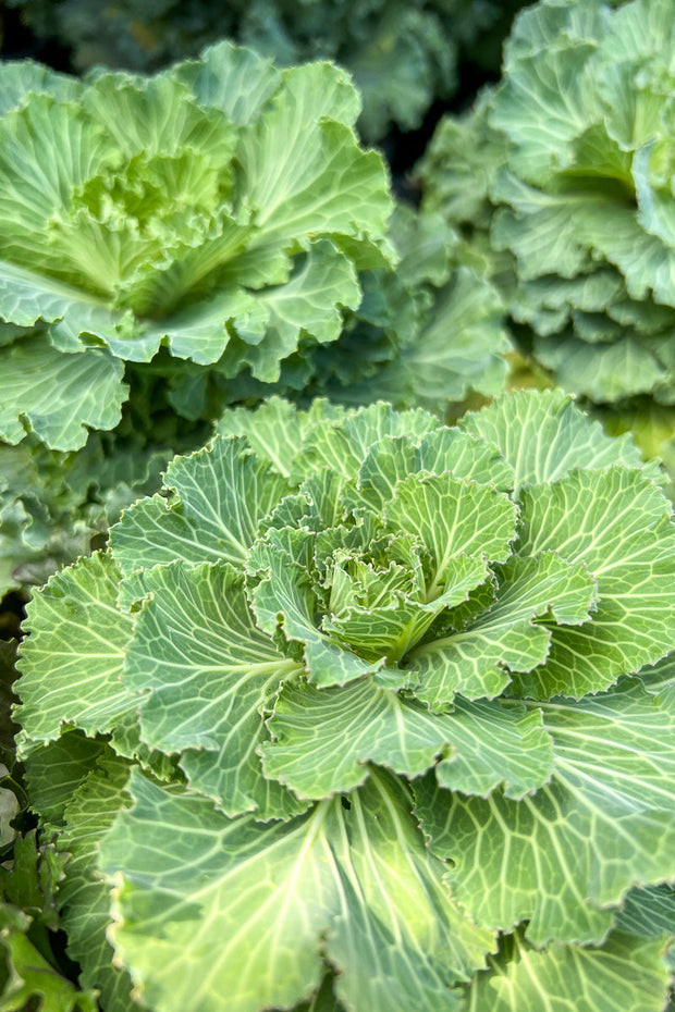 Ornamental Cabbage, Osaka Pink