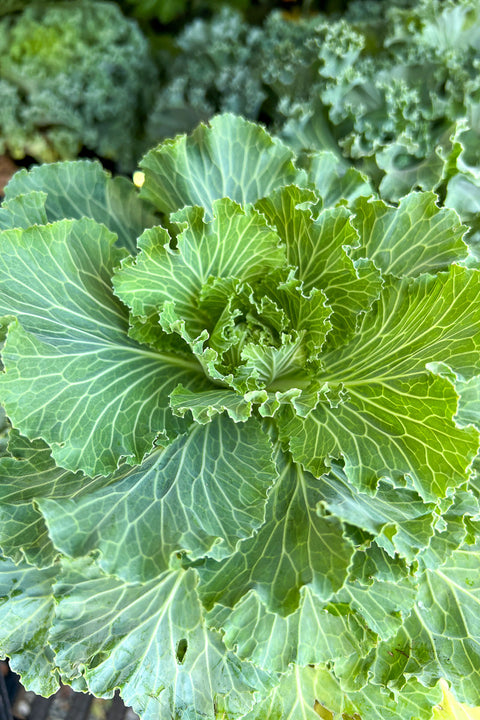 Ornamental Cabbage, Osaka Pink