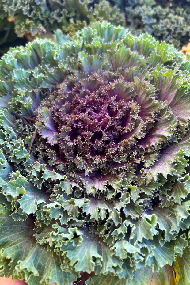 Ornamental Kale, Nagoya Red