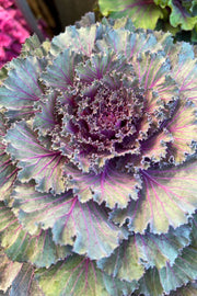 Ornamental Kale, Osaka Red