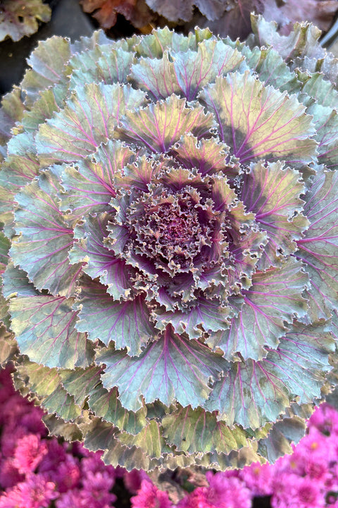 Ornamental Kale, Osaka Red