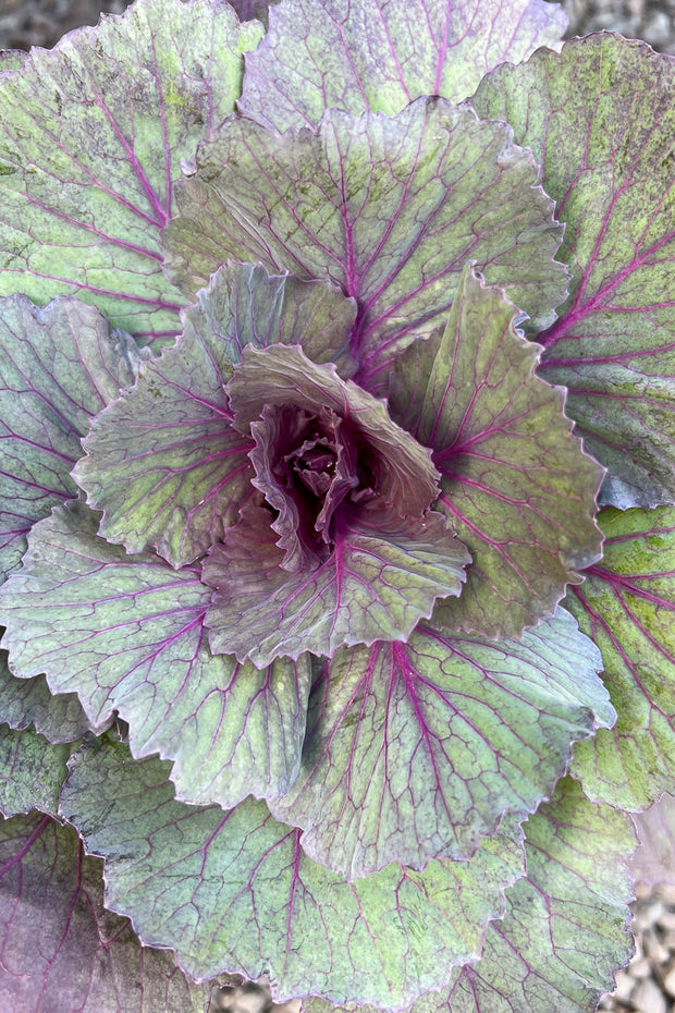 Ornamental Kale, Pigeon Purple 1G