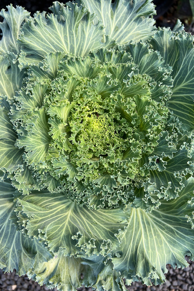 Ornamental Kale, Nagoya White