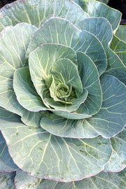 Cabbage | Ornamental Dynasty Blue | 1 Gallon
