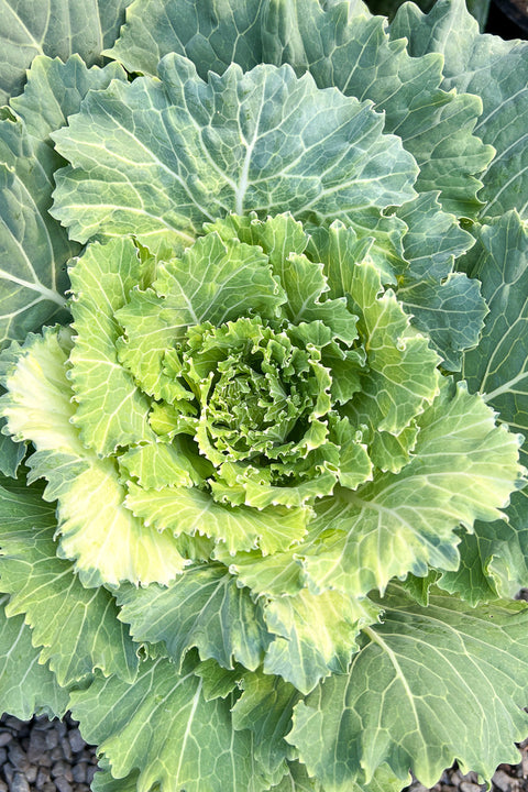 Ornamental Kale. Osaka White