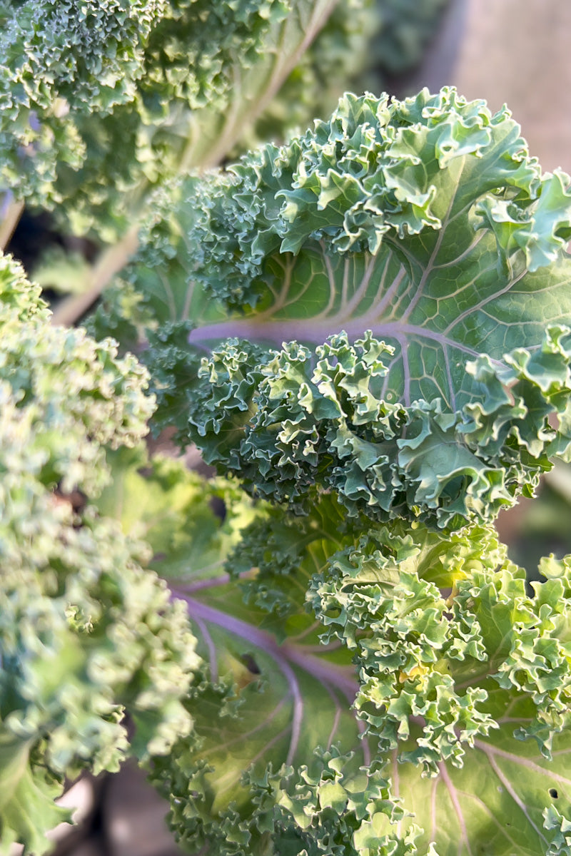 Ornamental Kale, Yokohama Red 1G