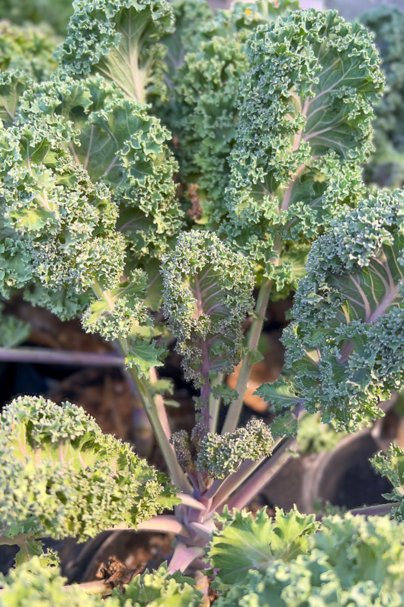 Ornamental Kale, Yokohama Red 1G