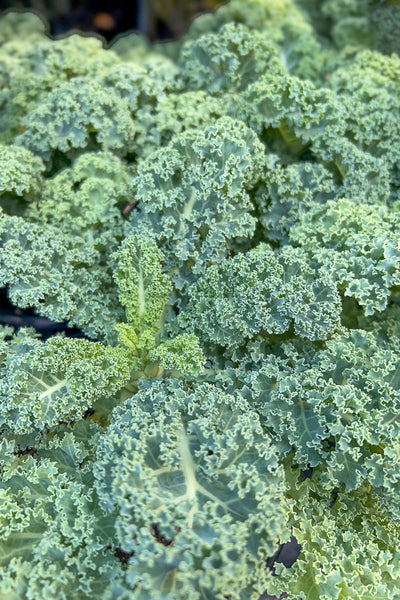 Ornamental Kale, Prism