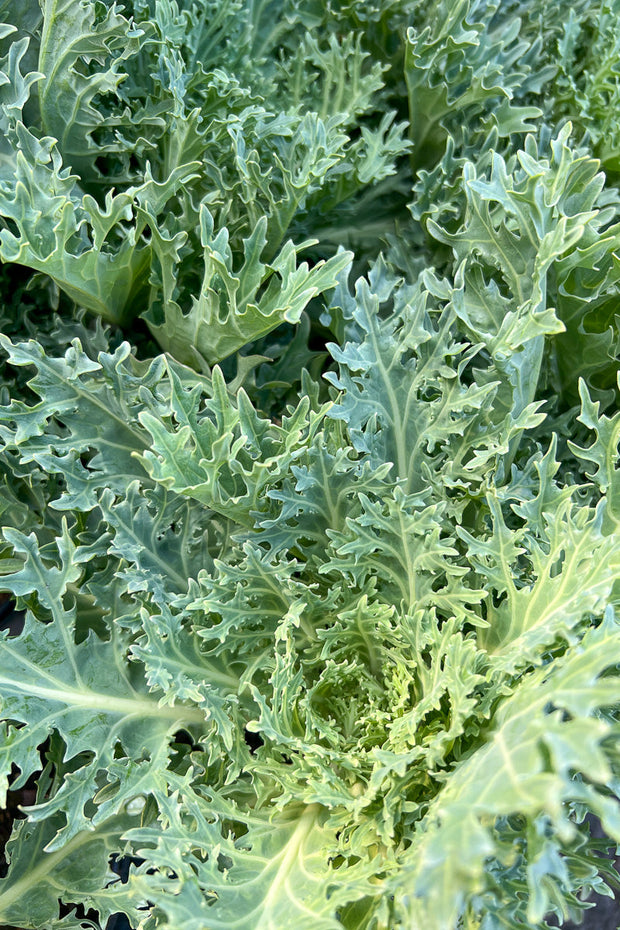 Ornamental Kale, Peacock White