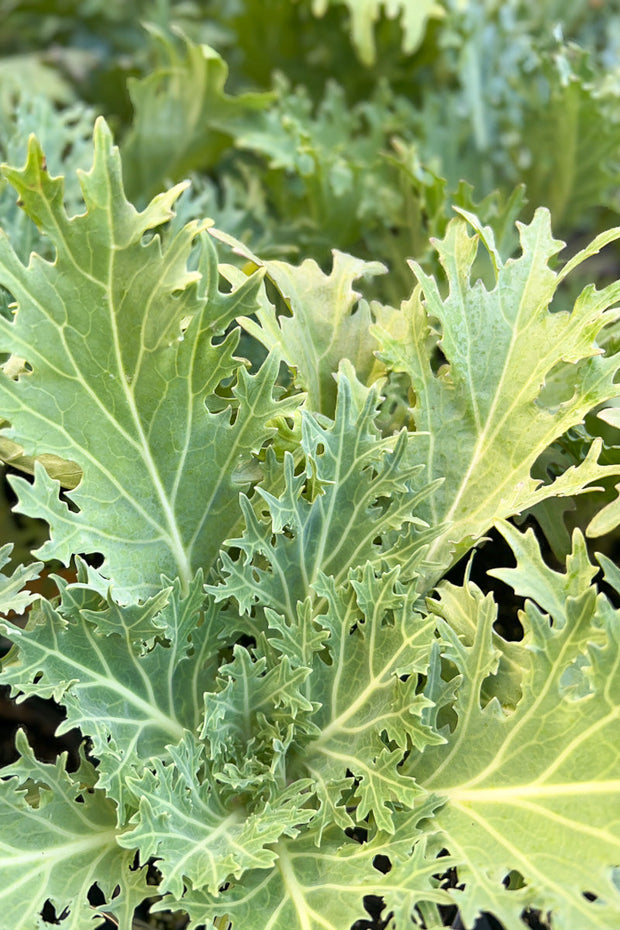 Ornamental Kale, Peacock White