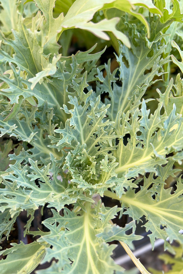 Ornamental Kale, Peacock White