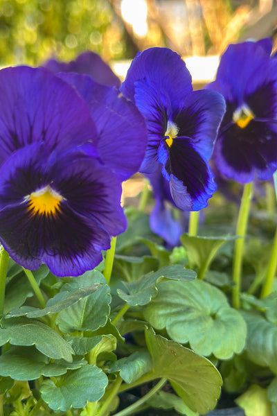 Pansy, Delta Pro Deep Blue Blotch – Chalet