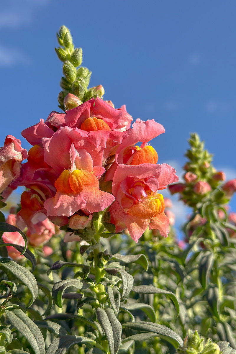 Snapdragon, Liberty Classic Bronze