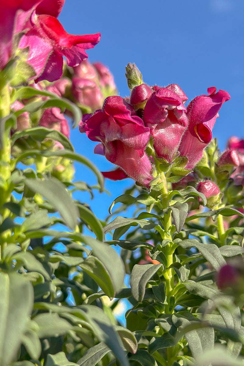Snapdragon, Liberty Crimson