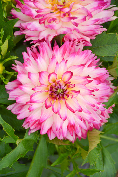 Dahlia Maggiore Rose Bi