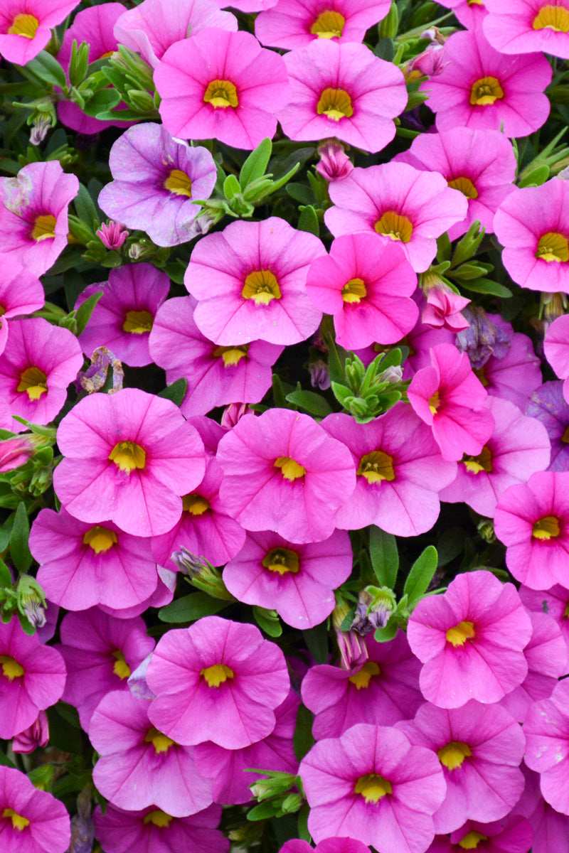 Calibrachoa, Mf Uno Pink