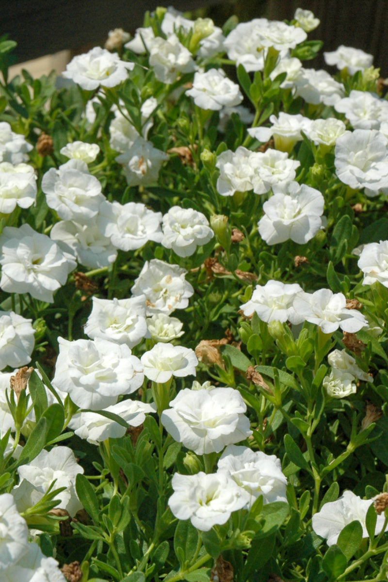 Calibrachoa, Mini Famous Uno Double White