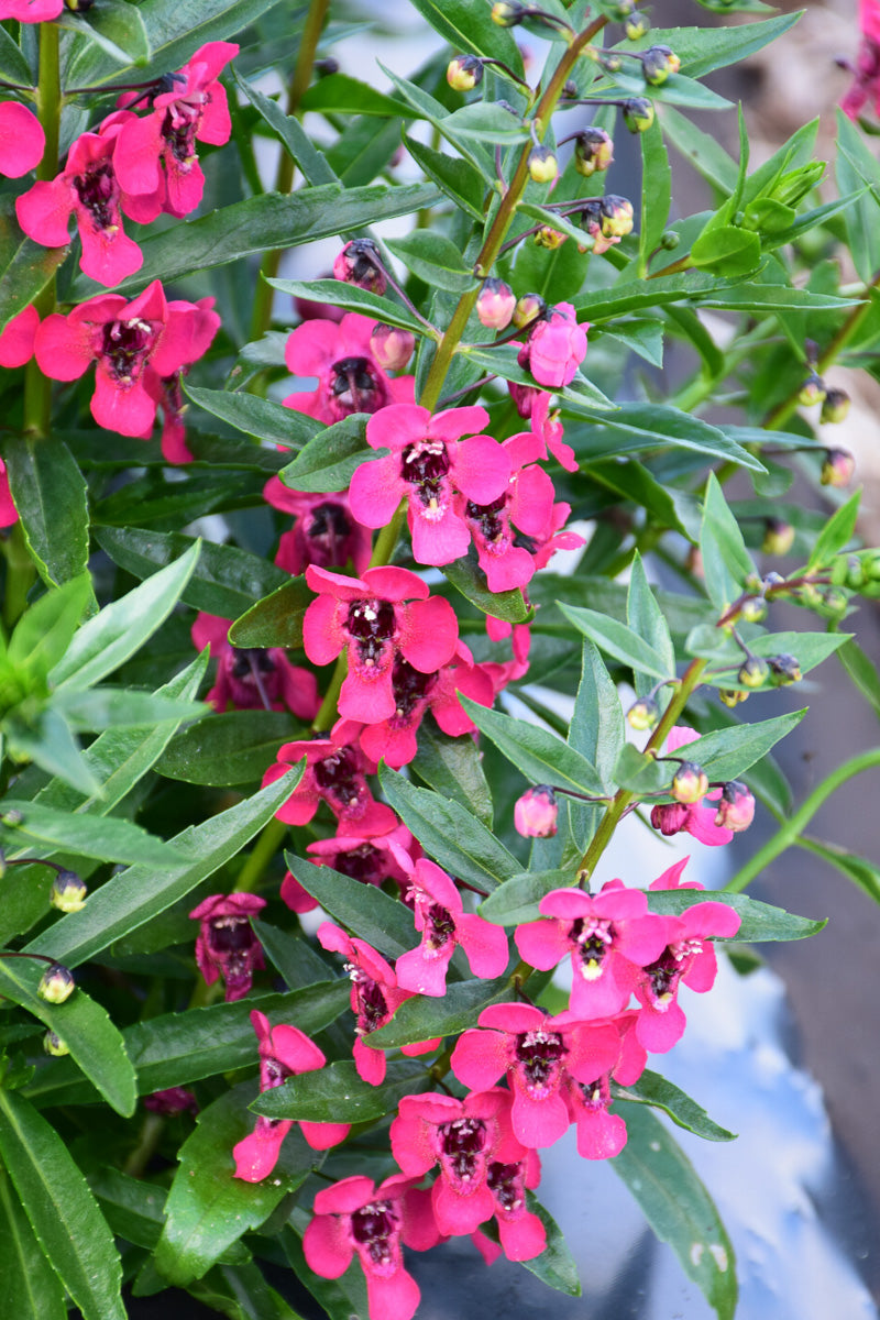 Angelonia, Cherry Red