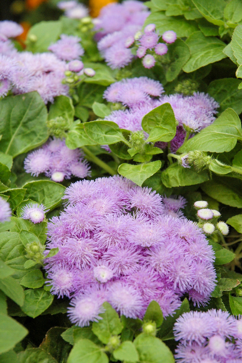 Ageratum, Hawaiian Blue
