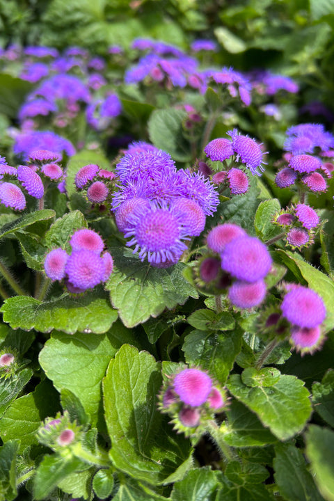 Ageratum, Tall Blue