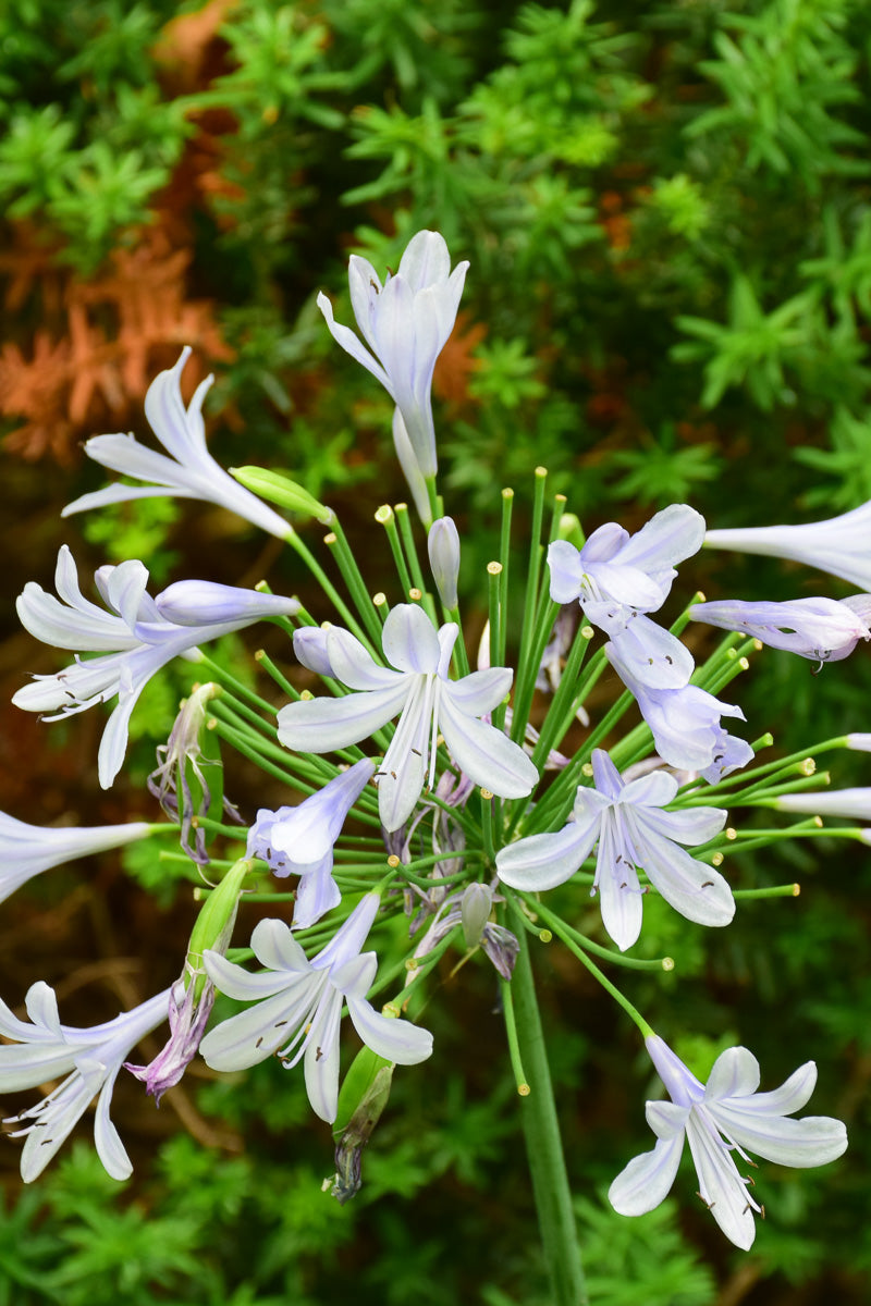 Agapanthus Twister