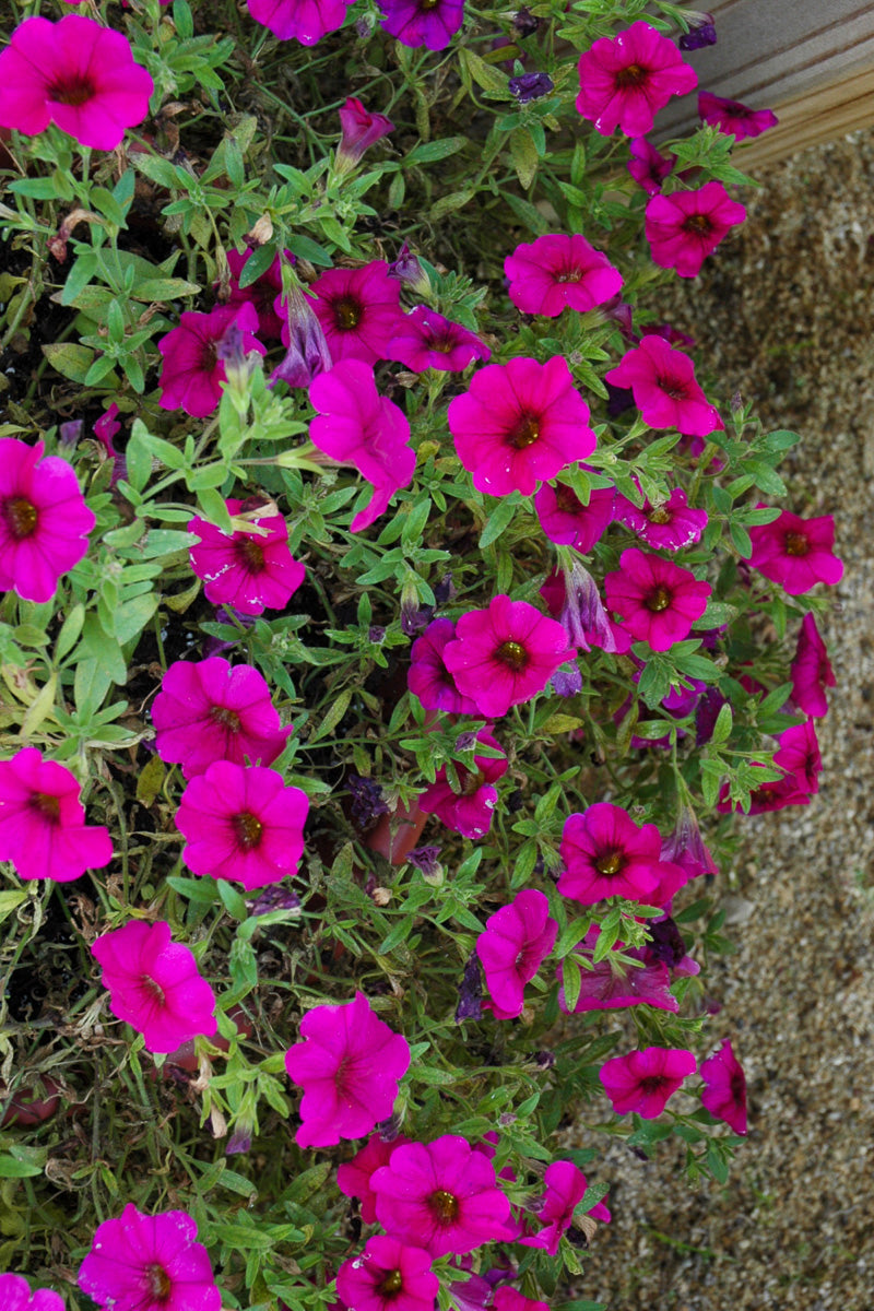 Petchoa Supercal Purple