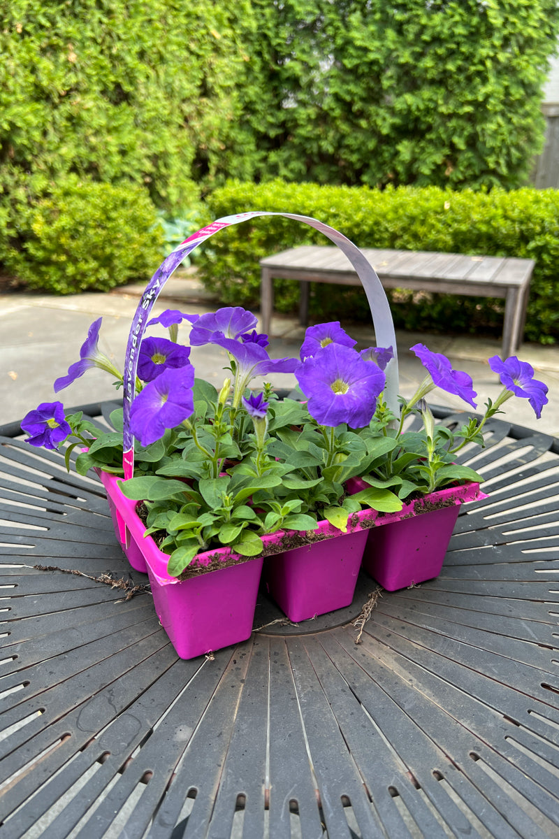 Petunia, Wave Lavender