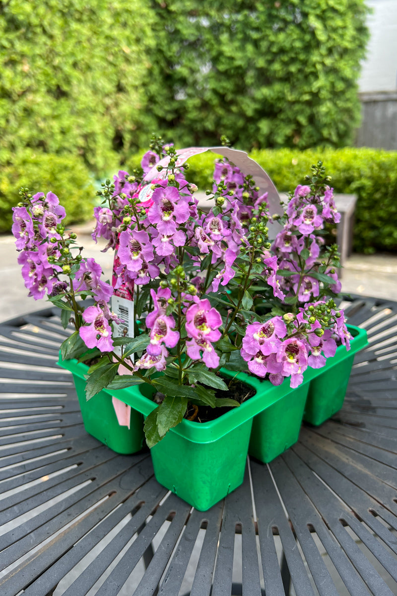 Angelonia, Pink Flat