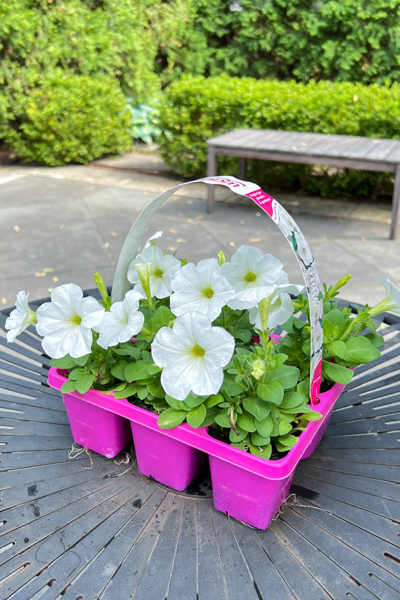 Petunia, White
