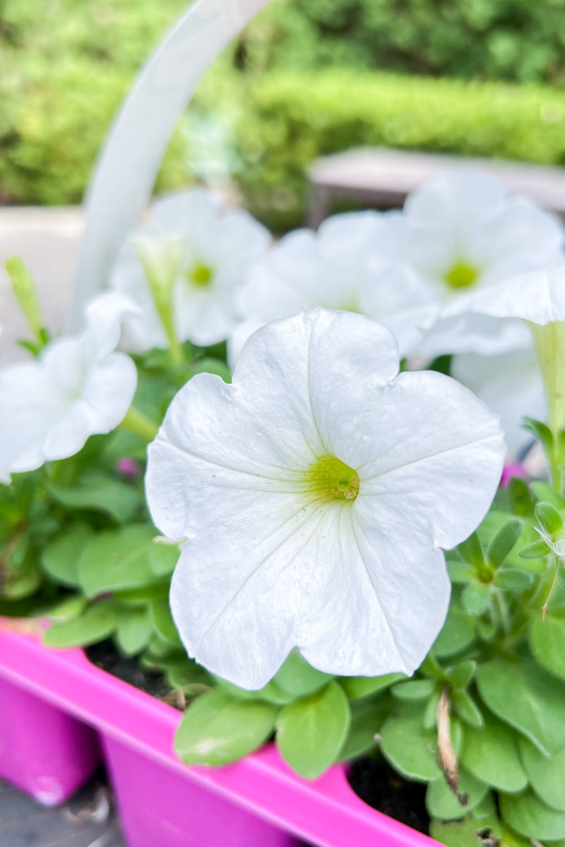 Petunia, Easy Wave Wht