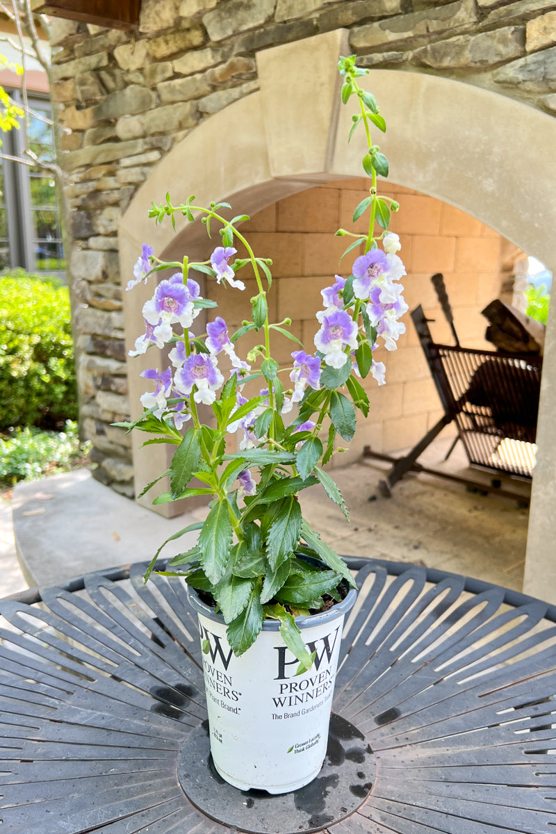 Angelonia, Archangel Blue BiColor – Chalet