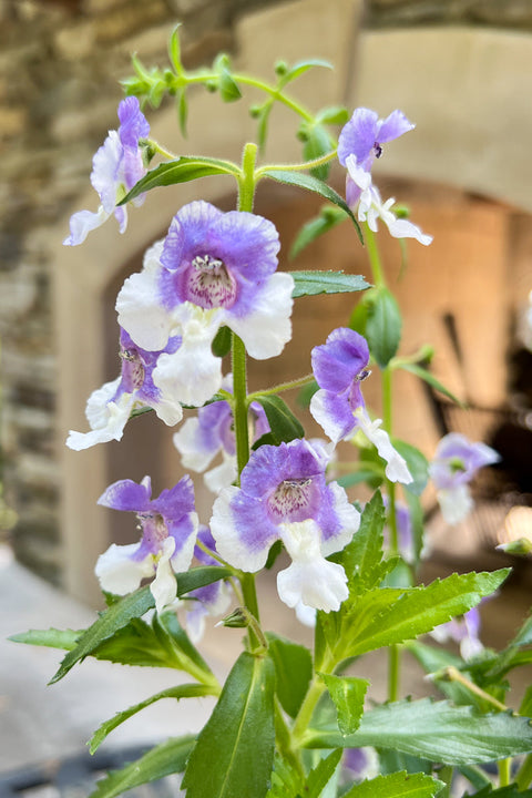 Angelonia, Blue