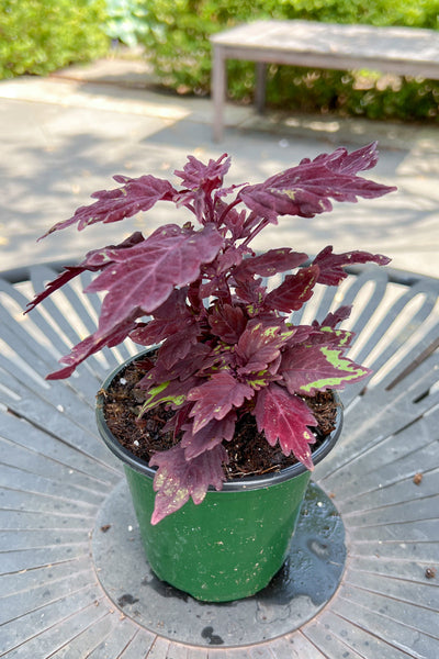 Coleus Flame Salsa Rojo