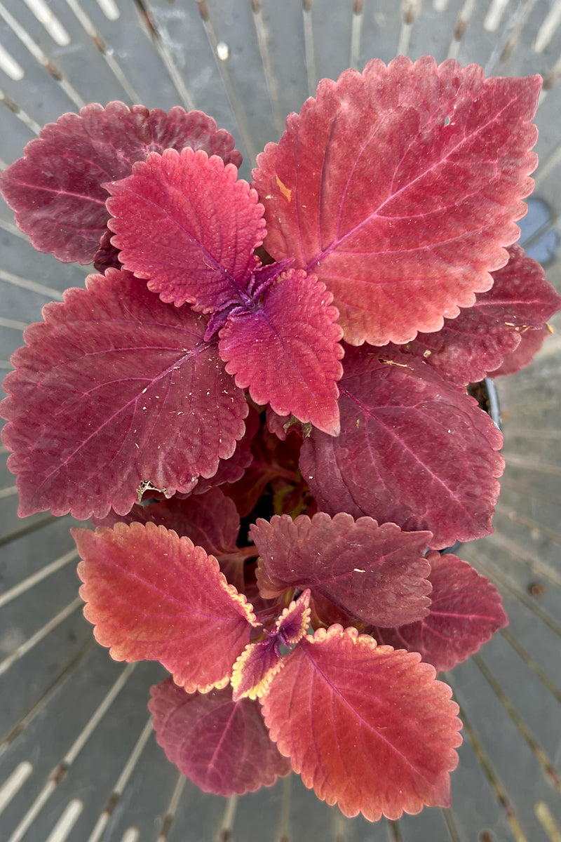 Coleus, Redhead