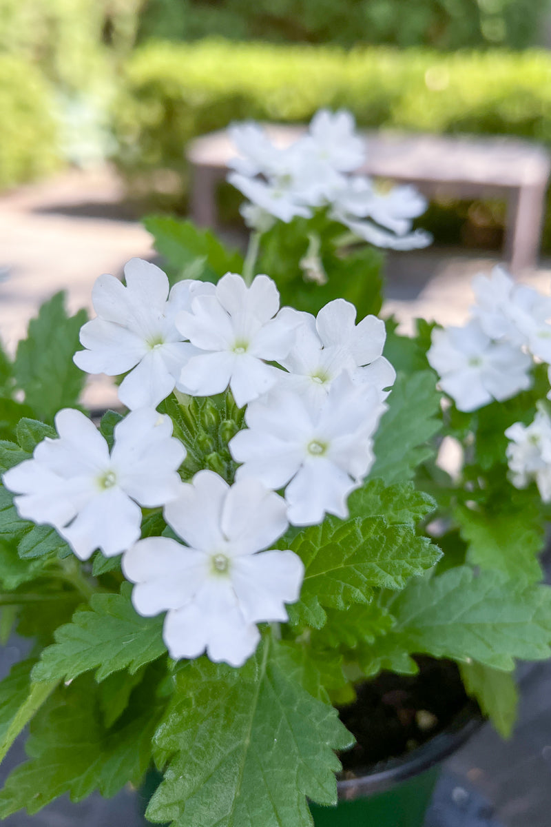 Verbena, White Upright