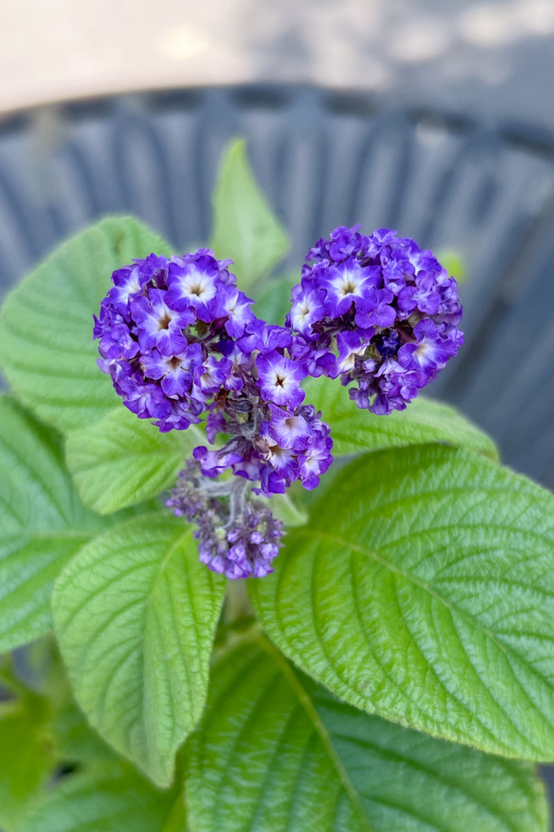Heliotrope