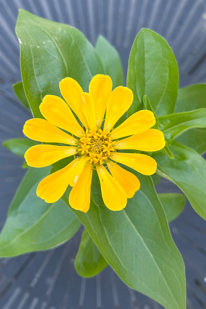 Zinnia, Yellow