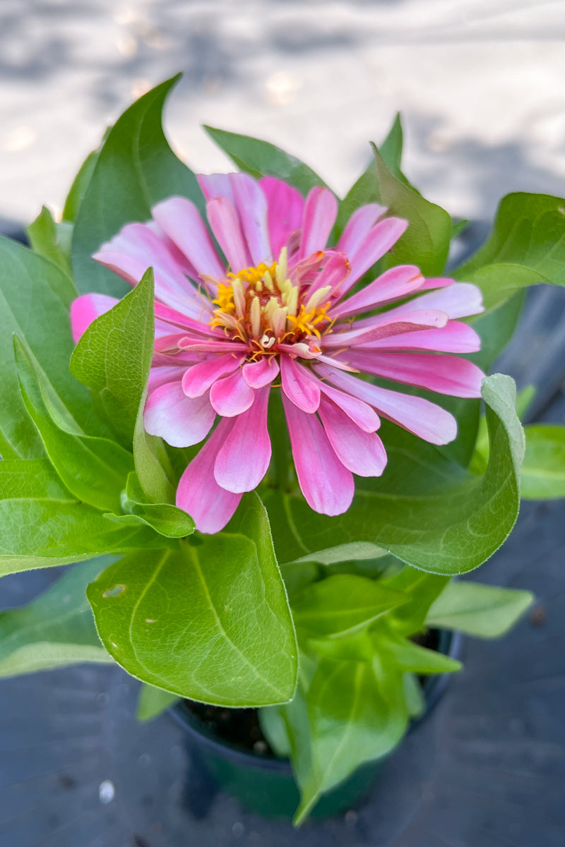 Zinnia, Pink