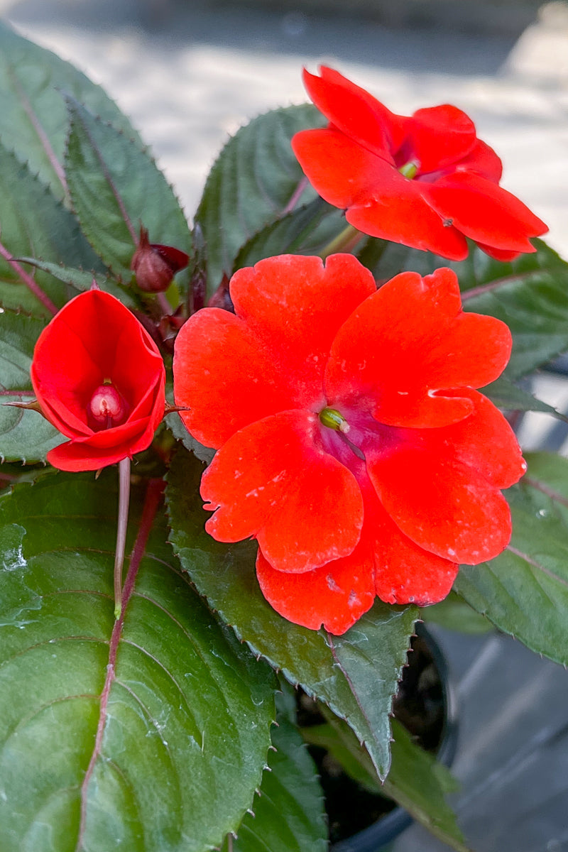 Impatiens, Sunpatiens Orange